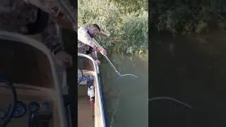 Улов на поставуху