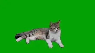 Green Screen Cat 🐈 Cat Green Screen Video 9