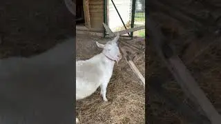 разговорное видео про коз