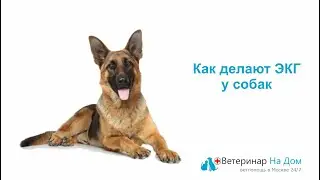 Как делают ЭКГ у собак
