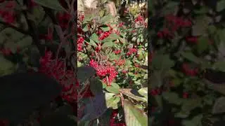 Дивное место в Дивном 