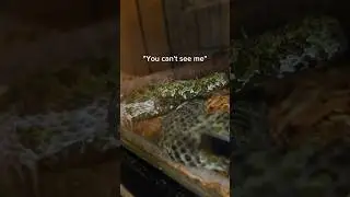 Brightly colored snakes will END you! 