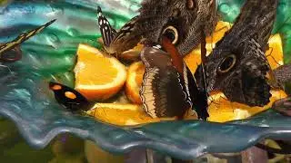 Butterflies 🦋 🤗 😍