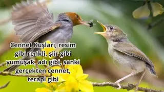 Cennet Kuşları, resim gibi renkli, şiir gibi yumuşak, adı gibi, sanki gerçekten cennet, terapi gibi
