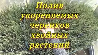 Полив укореняемых черенков декоративных растений.
