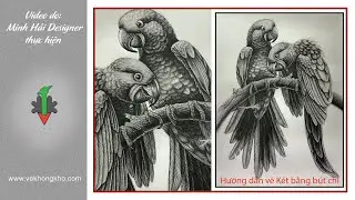 Hướng dẫn vẽ Con Két bằng Bút chì - vẽ không khó