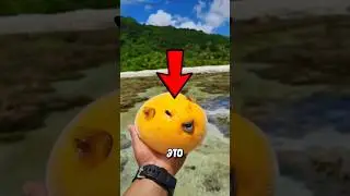 Самое Опасное Существо! 😱