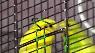 Home Farm Parrots