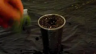 Выхаживание детки фиалки в живом мхе. Укоренение листика в соке алоэ.