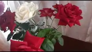 #розы