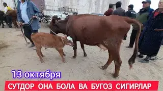 СУТДОР ОНА БОЛА ВА БУГОЗ СИГИР НАРХЛАРИ ХАЗОРАСП МОЛ БОЗОРИ 13 ОКТЯБРЯ 2024.Г