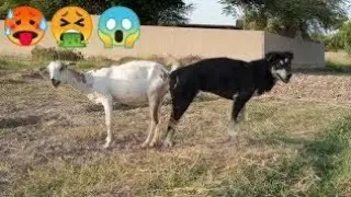 Unbelievable goat and dog mating 😱🙀 you won't believe