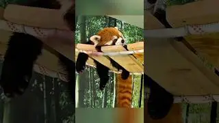 Самые смешные побеги панды Тофу 😆