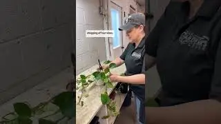 The Plant Infirmary: Unpruned Pothos