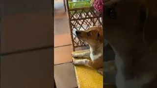 Table scraps #dogshorts #streetdog #doglover #travelvlog #travel #foodie