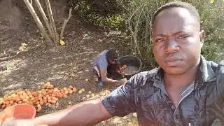 Tomato Harvesting; Finally here after 85 DAYS of hustle.