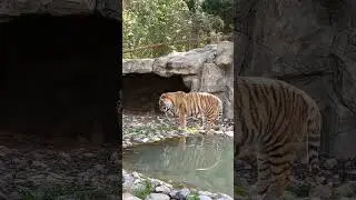 Красивый тигр Амур❤️ в Подмосковном сафари-парке #сафарипарк #tiger #cubs #animals #tiger #zoo
