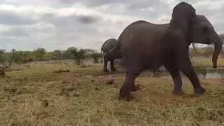 Young elephant with a big attitude -Africam Sighting - CatEye Cam- (October 26 2022)