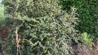 Fuji cherry to Comfrey flowers