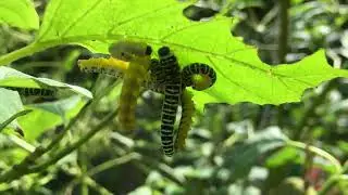 Dogwood sawfly larvae 2024