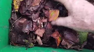Leaf soil and trichoderma on pine sawdust