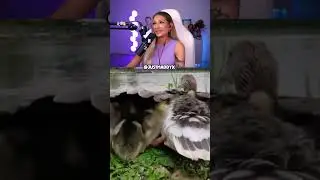 Try not to "AWW" Challenge ! HARD