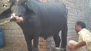 how to milk a buffalo by hand in pakistan | كيفية حليب الجاموس باليد في باكستان | Top Milking Videos