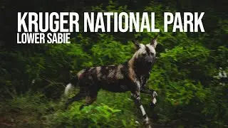 WILD DOGS in Lower Sabie - KNP Episode 1