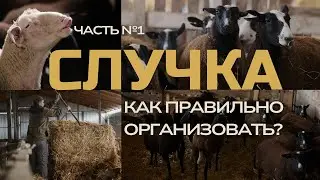 Случка овец: когда, как и зачем правильно проводить | Часть 1
