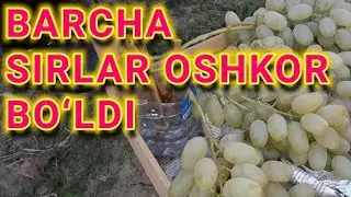 UZOQ KUTILGAN VIDEO, BAKLASHKADA
UZUM SAQLASH.