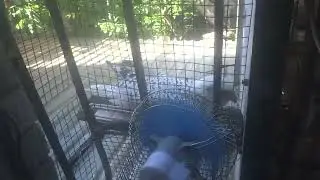 a bed for a falcon. лежак для сокола. ハヤブサ用のベッド .una cama para un halcón .سرير للصقر