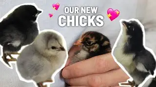 Meet our new chicks! (adding 4 chicks to our backyard chicken flock)