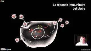 La réponse immunitaire à médiation cellulaire