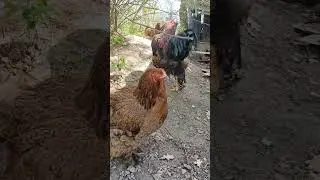 Курка не реагує на камеру 📷