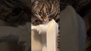 Мне этот мир абсолютно понятен
