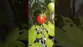 Помидорчик с балкончика! #shorts