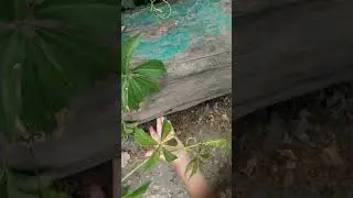 Жуки "Пожарники"