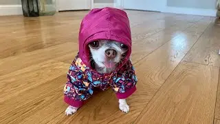 Всё дело в капюшоне!