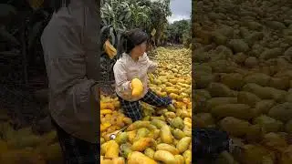 mango not sold ..