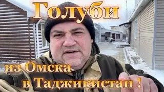 Pigeons from Omsk to Tajikistan!
