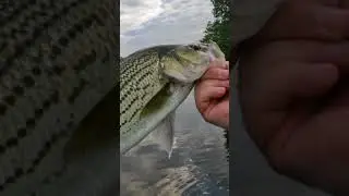 Awesome Day Fishing on the Lake... Striped Bass #fishing