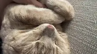 Bothering My Sleepy Cat