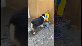 прыгает в классики