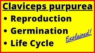 Claviceps purpurea Life Cycle | Rye Ergot | Sexual and Asexual Reproduction | Fungi | Botany Diagram