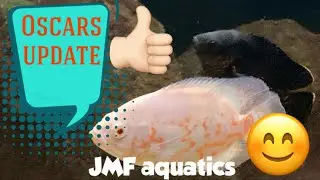 Update” #OscarFish one month on