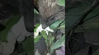 Ёжик - хищный зверь) #дача #ежик #животные
