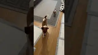 Честер - Чечеточник и его ученик Каспер