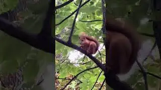 Белка песни не поёт, а орешки всё грызёт...