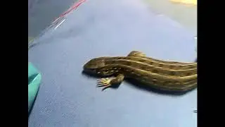 Ящерица!!!Жизнь ящерицы