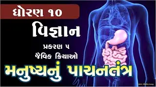 Human Digestive System || Manushyanu Pachantantra || મનુષ્યનું પાચનતંત્ર || science chapter 1